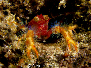 Big Eyed Squat Lobster.  We had a lot of fun watching the... by John Hill 